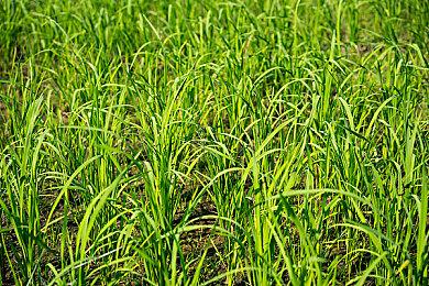 《漫威蜘蛛侠：迈尔斯》PS5更新 性能模式反射品质提升